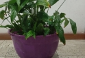 Hogar - plantas Monstera adansonii peruviana lirio de la paz - En Venta