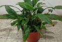 Hogar - plantas Monstera adansonii peruviana lirio de la paz - En Venta