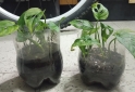 Hogar - plantas Monstera adansonii peruviana lirio de la paz - En Venta