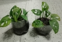 Hogar - plantas Monstera adansonii peruviana lirio de la paz - En Venta
