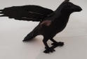 Hogar - Cuervos c/alas y tambin plegadas Espanta palomas - En Venta