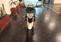 Motos - Yamaha fz-s 150 ao 2022 2022 Nafta 2400Km - En Venta
