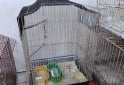 Otros - Jaulas canario conejos - En Venta
