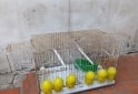 Otros - Jaulas canario conejos - En Venta