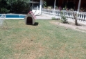 Otros - cucha de perro - En Venta