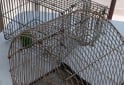 Otros - Jaulas para pajaros de alambre - En Venta