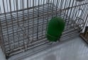 Otros - Jaulas para pajaros de alambre - En Venta