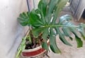 Otros - VENTA PLANTAS Y TIERRA ABONADA!! - En Venta