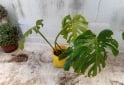 Otros - VENTA PLANTAS Y TIERRA ABONADA!! - En Venta