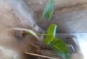 Otros - VENTA PLANTAS Y TIERRA ABONADA!! - En Venta