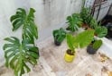 Otros - VENTA DE PLANTAS Y TIERRA!! PROMOCIONES X PASCUAS 2 X1! ENVIOS A DOMICILIO - En Venta
