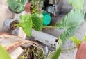Otros - Venta de plantas de interiores y exteriores!! Orejas de elefante, costillas de adan, potus y demas!! - En Venta