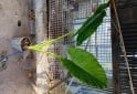 Otros - Venta de plantas de interiores y exteriores!! Orejas de elefante, costillas de adan, potus y demas!! - En Venta