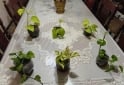 Otros - Venta de plantas de interiores y exteriores!! Orejas de elefante, costillas de adan, potus y demas!! - En Venta