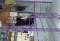 Otros - VENDO EXTENSA REJA CON MOSTRADOR - En Venta
