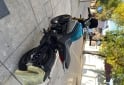 Motos - CF Clx 700 adventure 2024 Nafta 9000Km - En Venta