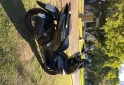 Motos - Honda Pcx 160 2024 Nafta 3500Km - En Venta