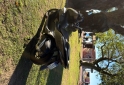 Motos - Honda Pcx 160 2024 Nafta 3500Km - En Venta