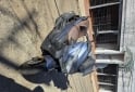 Motos - Voge Sr4 max pro 2024 Nafta 2500Km - En Venta