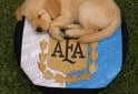 Hogar - Puff / butaca - En Venta