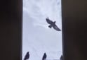 Telefonía - Xiaomi poco x6 - En Venta