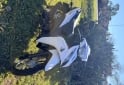 Motos - Honda Wave 2019 Nafta 18000Km - En Venta
