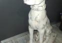 Hogar - Perro cerámica - En Venta