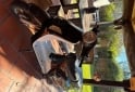 Motos - Motomel Strato euro 150 2019 Nafta 18000Km - En Venta