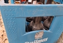 Otros - Envases cerveza y coca retornable - En Venta
