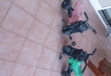 Artículos para bebé - Moto Triciclo - En Venta
