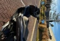 Motos - Honda Pcx 2020 Nafta 8400Km - En Venta