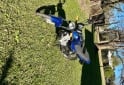 Motos - Motomel S2 150 2016 Nafta 7000Km - En Venta
