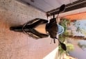 Motos - Honda New elite 125 2018 Nafta 28000Km - En Venta