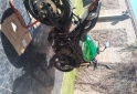 Motos - Benelli 750 2024 Nafta 11000Km - En Venta