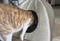 Hogar - Cama Para Gatos Medidas 45 X 45 Cm - En Venta
